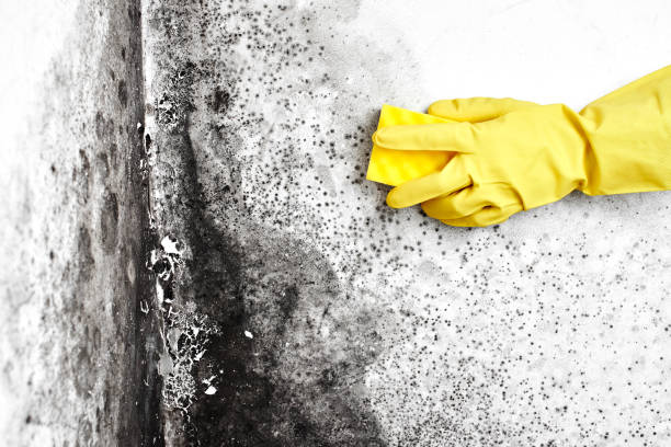 Best Preventive Mold Services in Reston, VA