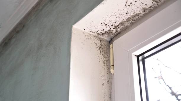 Best White Mold Remediation in Reston, VA