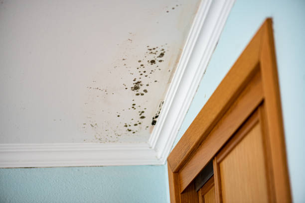 Best White Mold Remediation in Reston, VA