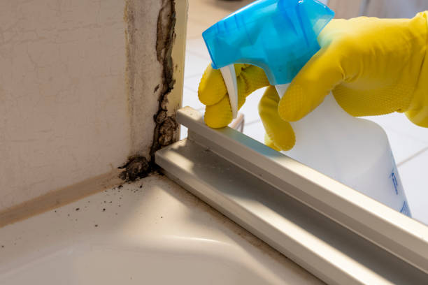 Best Basement Mold Remediation in Reston, VA