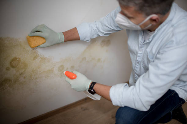  Reston, VA Mold Removal Pros