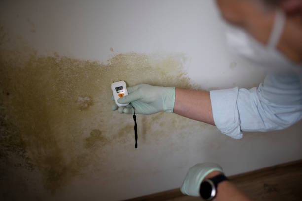 Best Bathroom Mold Remediation in Reston, VA
