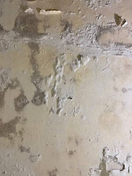 Best Residential Mold Remediation in Reston, VA