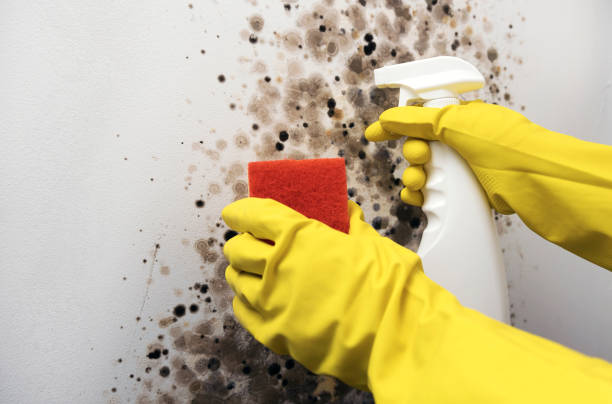 Reliable Reston, VA Mold Remediation Solutions