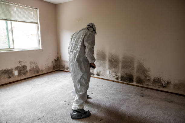 Best Residential Mold Remediation in Reston, VA