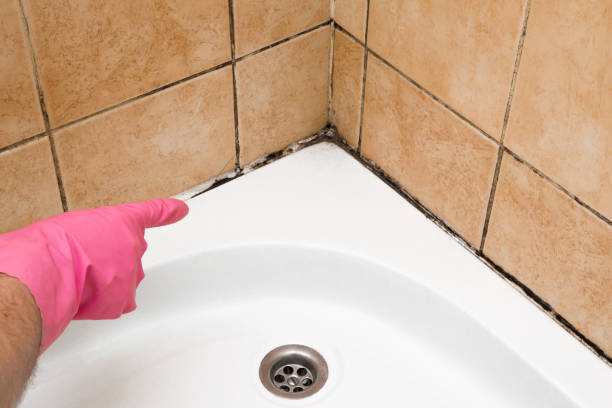 Best Crawl Space Mold Remediation in Reston, VA